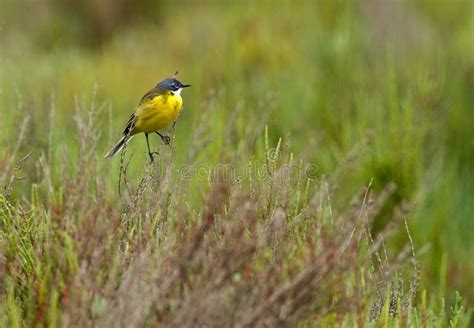 Yellow Wagtail Bird Stock Photo Image Of Food Wagtail