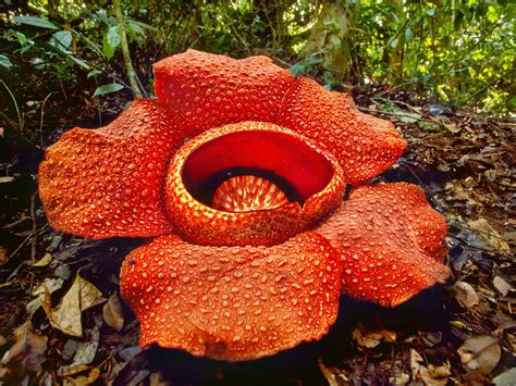 Flowers: Rafflesia Arnoldii