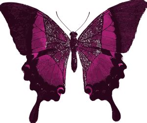 Schmetterling Violett Sabine Waldisp Hl