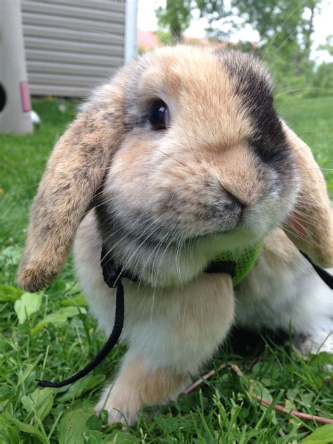 Japanese Harlequin Lop Rabbit : Zootierlistehomepage, How do you care for a holland lop bunny ...