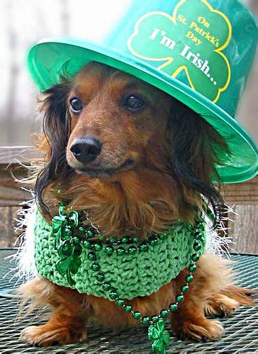 Irish Dog Breeds: Dogs with a Four Leaf Clover | Steve Dale Pet World