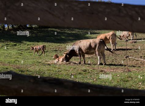 Cows and calves Stock Photo - Alamy