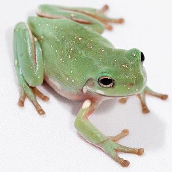 White's Tree Frog | petmapz by Dr. Katz, Your veterinarian endorsed pet ...