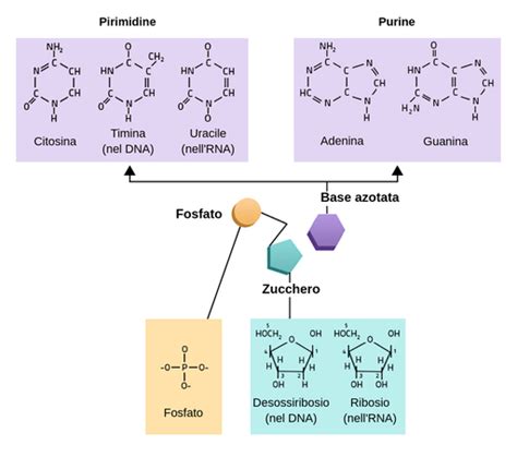 Dna Labster