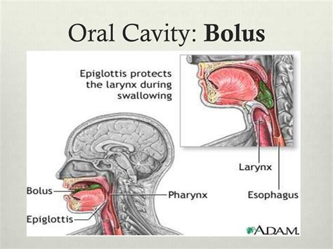 Ppt Digestive System Powerpoint Presentation Free Download Id2028397