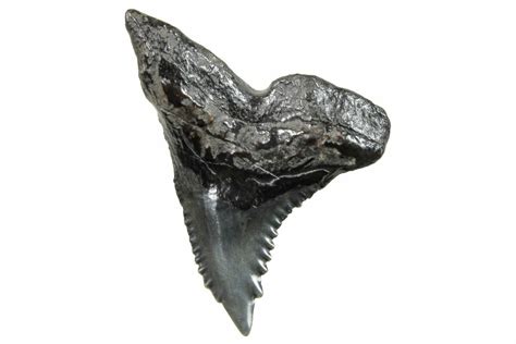 1.60" Snaggletooth Shark (Hemipristis) Tooth - South Carolina (#270013 ...