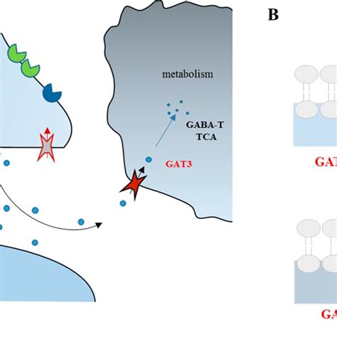 Diagram Of GABA Transport Systems In Neurons And Glia A And