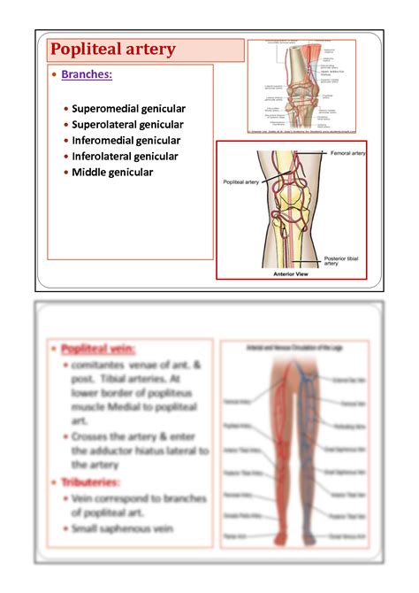 SOLUTION Anatomy Of Popliteal Fossa And Leg Studypool