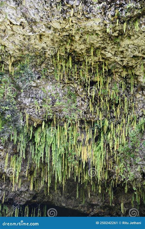 Fern Grotto At Wailua River State Park On Kauai Island In Hawaii Stock