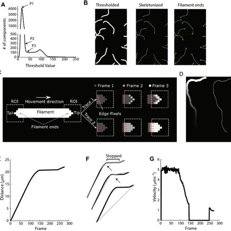 Motility Of Filament Ends Mfe Algorithm Details A Sample Curve