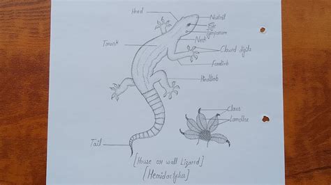 How to draw house or wall Lizard | Hemidactylus diagram drawing tutorial | Lizard diagram ...