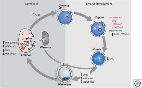 Germline And Pluripotent Stem Cells