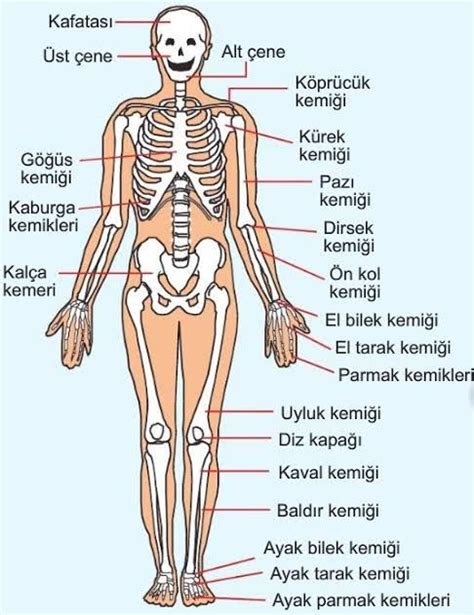 Serap Şimşekk adlı kullanıcının Çocuk eğitimi panosundaki Pin İlkokul