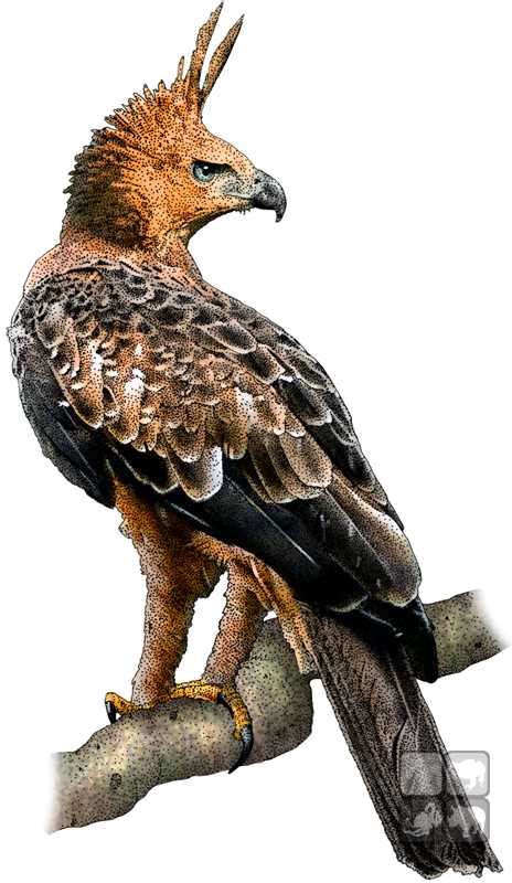 Javan Hawk Eagle by rogerdhall on DeviantArt