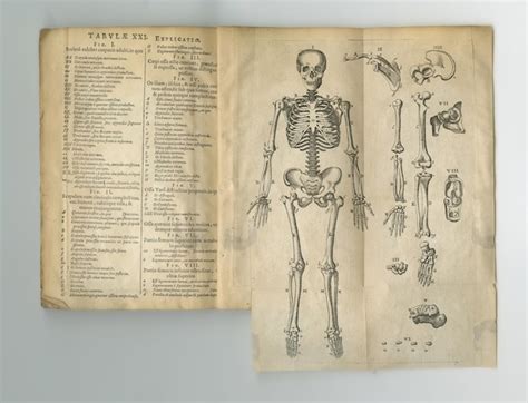 75,000+ Vintage Human Anatomy Pictures