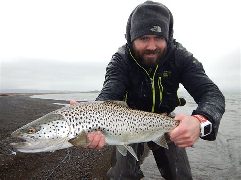 Brown Trout At Lake Thingvallavatn Fishing Lake Thingvellir In Iceland