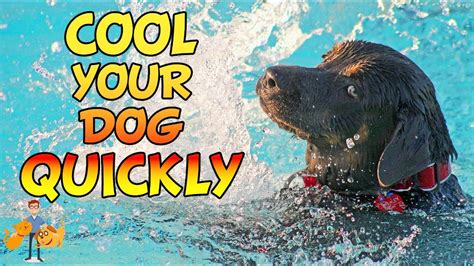 How To Cool A Dog Down Quickly And Save Their Life Hot Weather Dog