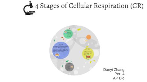 4 Stages Of Cellular Respiration