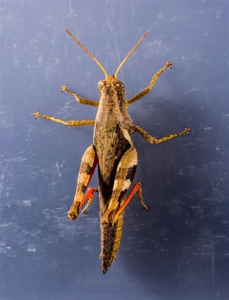 Grasshopper Viridissima Chitin Free Image Download