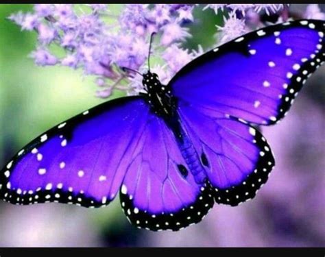 Pin On Mariposas Most Beautiful Butterfly Beautiful Butterflies