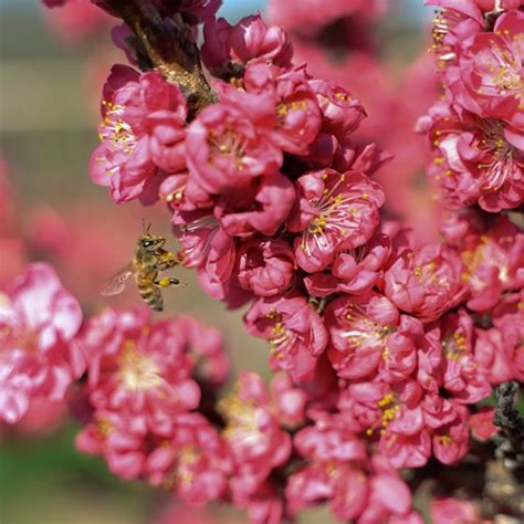 Ruby Ruffle™ Patio Peach Tree Stark Bros