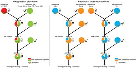 Introgression And Reciprocal Crosses Procedures Transmission Of