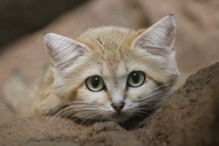 Sand Cat | Birmingham Zoo