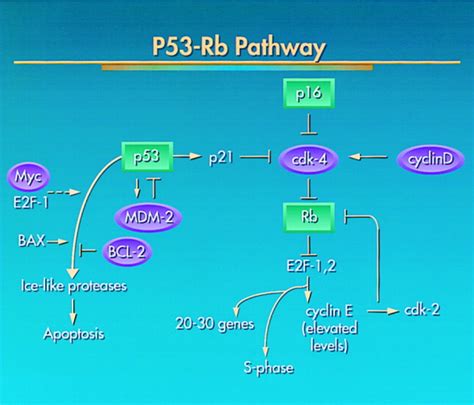 P53 The Cellular Gatekeeper For Growth And Division Cell