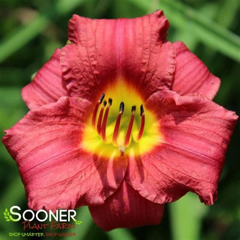 Ruby Stella Daylily | Sooner Plant Farm