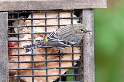 20 Spring Warblers You Should Know