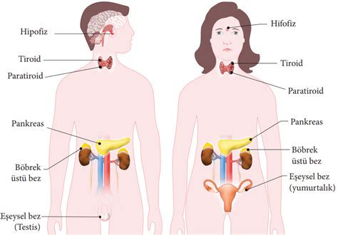 Endokrin Sistem Nedir Endokrin Sistem Bezleri Özellikleri ve