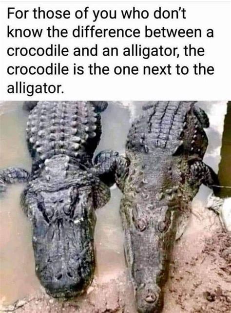 Croc vs Gator : r/Crocodiles