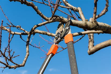 Do Different Trees Require Unique Pruning Techniques