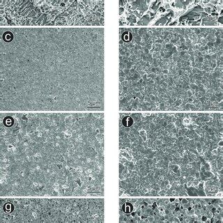 Representative Scanning Electron Microscopy Sem Images A B