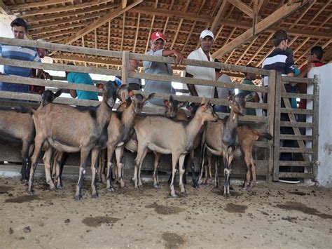 Emater Promove Dia De Campo Sobre Caprinos Para Agricultores Apoiados