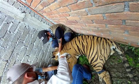 Tras Encontrar A Hombre Asesinado Y Tigre De Bengala Baleado La Fiscalía De Michoacán Abre