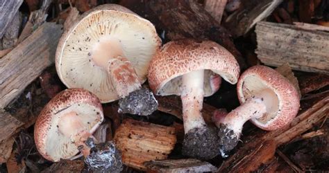 Lepiota Subincarnata Fatal Dapperling Humboldt Life Lost Coast