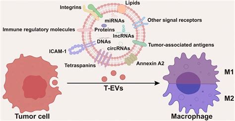 Tumor Cell Derived Extracellular Vesicles In Modulating Phenotypes And