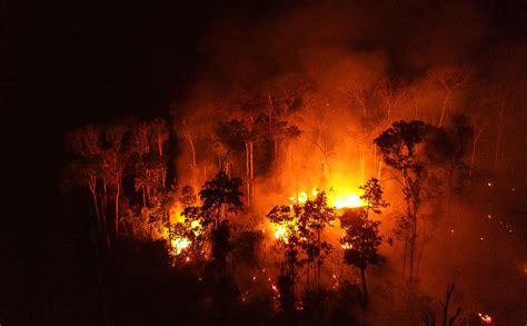 Deforestation In The Amazon Rainforest A Bellwether For Human Health