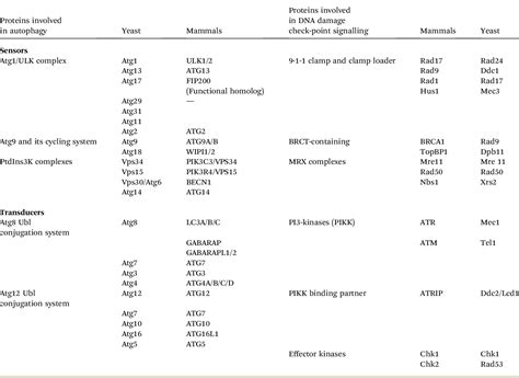 Table From Integrating Dna Damage Response And Autophagy Signalling