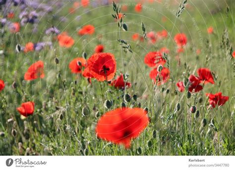 Mohntag Klatschmohn Ein Lizenzfreies Stock Foto Von Photocase