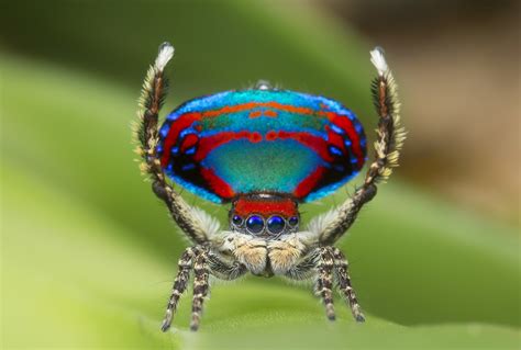 Maratus Caeruleus - Tumblr Gallery