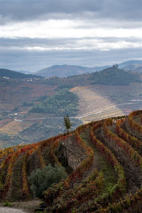 Colorful Autumn Landscape of Oldest Wine Region in World Douro Valley ...