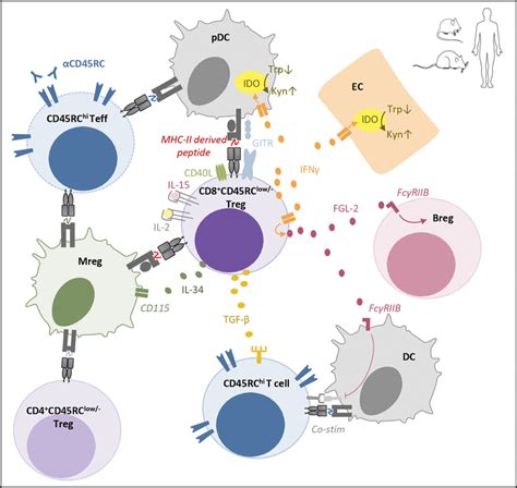 Schematic Depicting Identified Mechanisms Of Action And Markers Of Rat