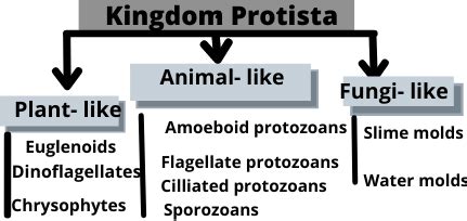 Protist Cell Type & Structure | What is a Protist Cell? - Video & Lesson Transcript | Study.com