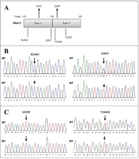 Pdf Mutation Spectrum In Gnaq And Gna11 In Chinese Uveal Melanoma