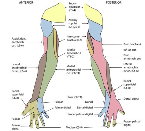 Unterarm Knochen Muskeln Gef E Innervation Lecturio