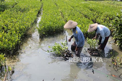 Realisasi Rehabilitasi Hutan Mangrove Baru Persen Republika Online