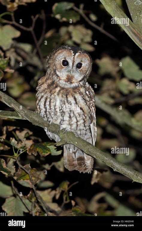 Tawny Owl Strix Aluco Sylvatica Adult Male Perched On Branch Eccles