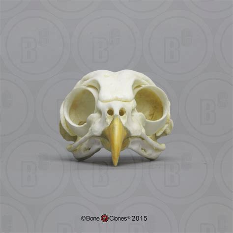 Great Horned Owl Skull Bone Clones Inc Osteological Reproductions Artofit